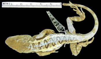 Media type: image; Herpetology R-12469